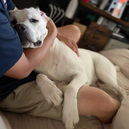 おもちゃを取りたいワンコ