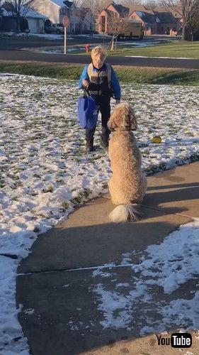 「Dog Hugs Boy When He Gets Home || ViralHog」