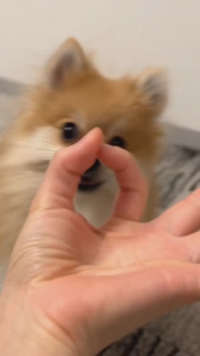 あごのせらむちゃん