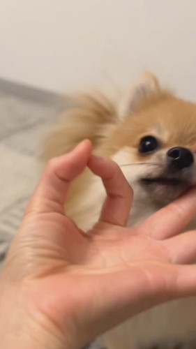 あごのせらむちゃん