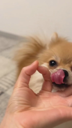 あごのせらむちゃん