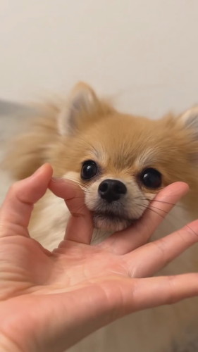 あごのせらむちゃん