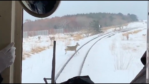 シカ JR北海道 野生動物 事故 減速運転