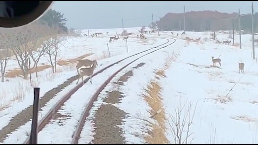 シカ JR北海道 野生動物 事故 減速運転
