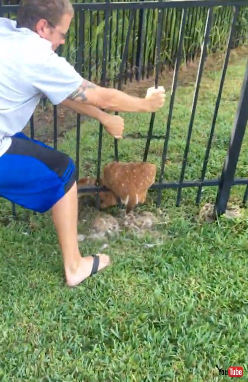 フェンスにハマった子鹿を救助