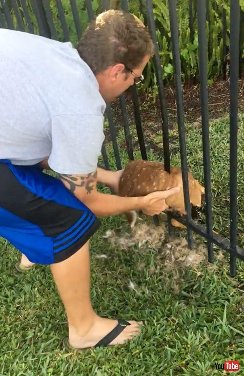 フェンスにハマった子鹿を救助