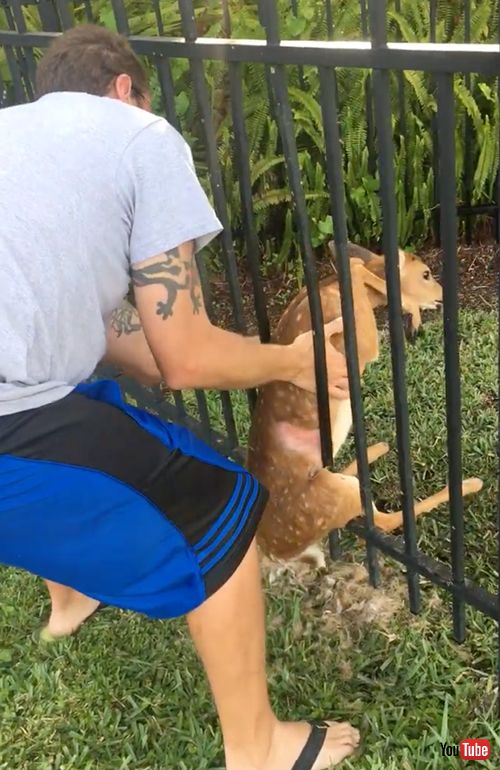 フェンスにハマった子鹿を救助