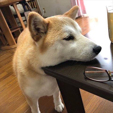 アゴ乗せワンコ