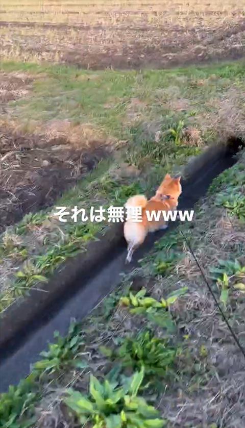 用水路を前にしたワンコ