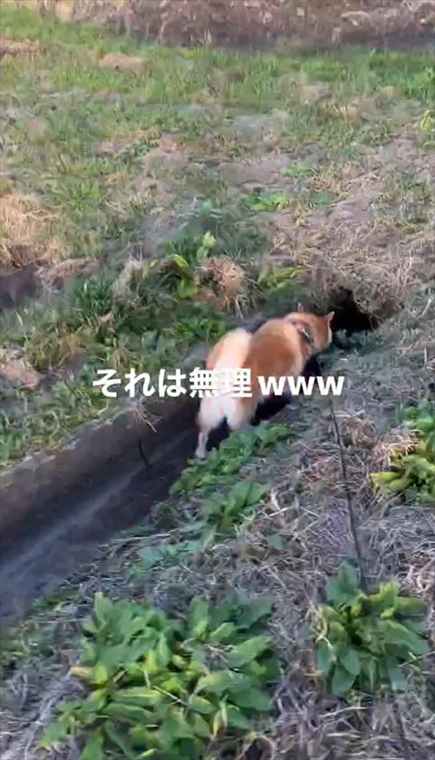 穴に入ろうとするワンコ