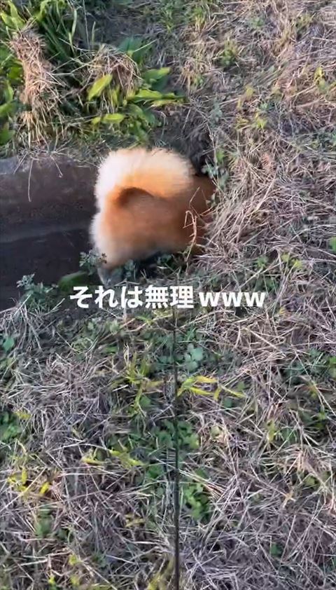 お尻だけ見えてるワンコ