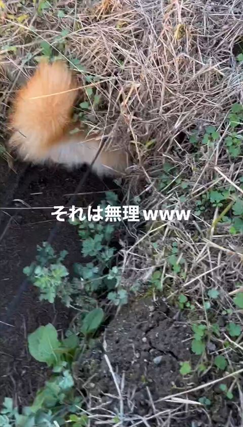 しっぽだけ見えてる