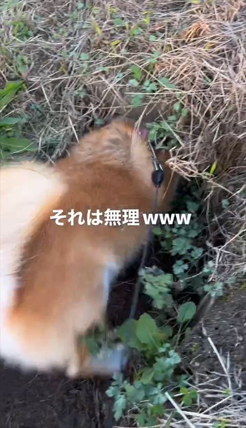 背中とお尻の写真