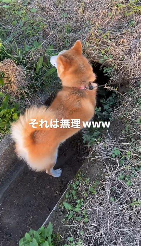 用水路前に左むくワンコ