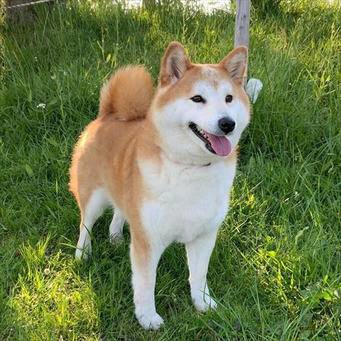 外眺めてるワンコ