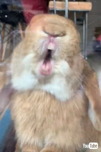 窓ガラスをかじるウサギ