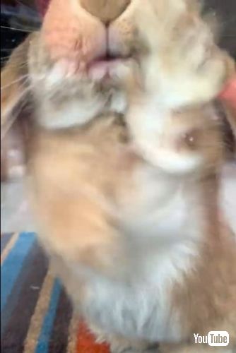 窓ガラスをかじるウサギ