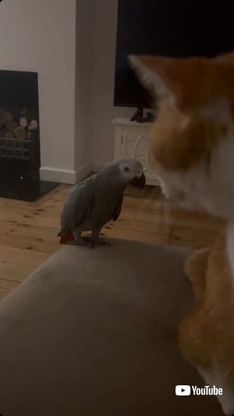 猫の尻尾をかもうとする鳥