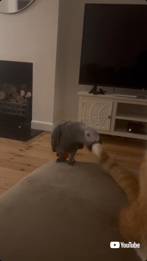 猫の尻尾をかもうとする鳥