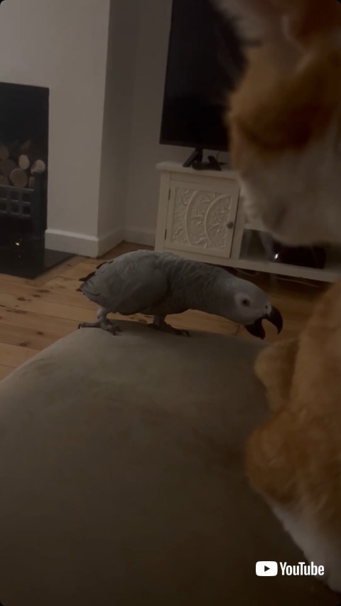 猫の尻尾をかもうとする鳥