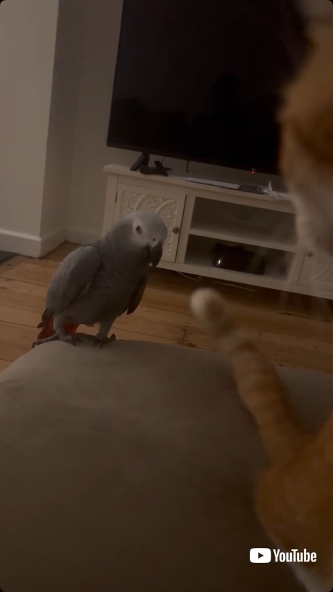 猫の尻尾をかもうとする鳥