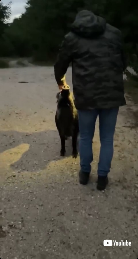 野生のイノシシ