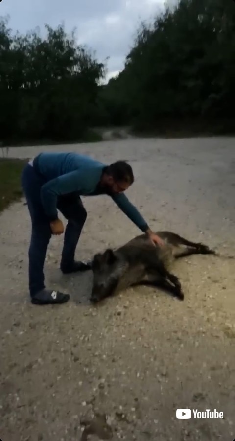 横たわるイノシシ