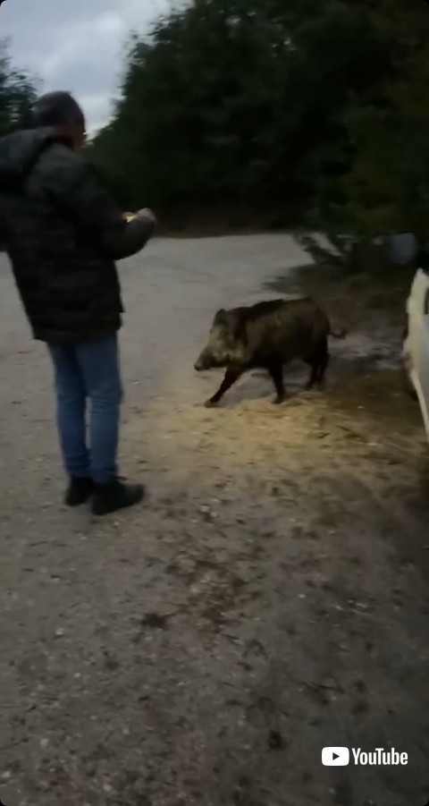 近づくイノシシ