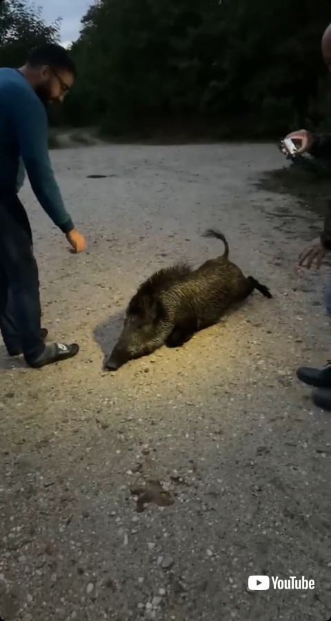 甘えるイノシシ