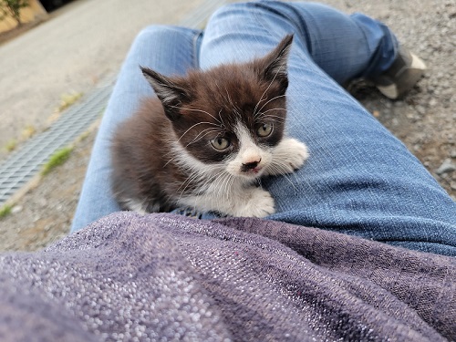 保護猫