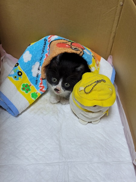 ハチワレの子猫