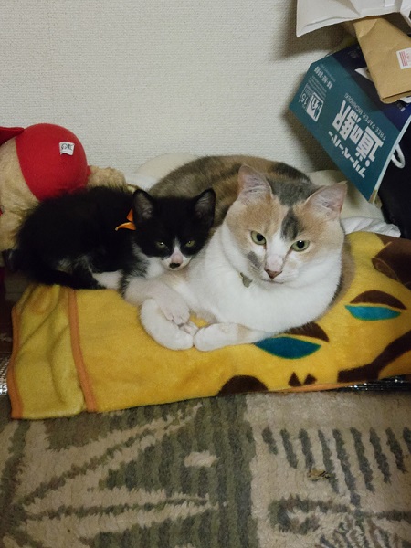 寄り添う保護猫2匹