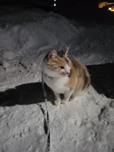 雪で遊ぶ猫