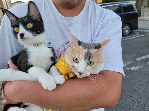 仲良しな保護猫2匹