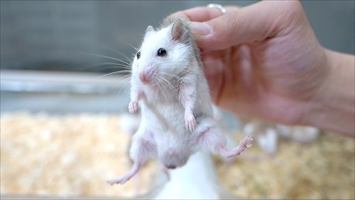 持ち上げられる子ネズミ