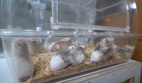 たくさんの子ネズミたち