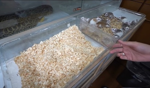 判別されていく子ネズミたち