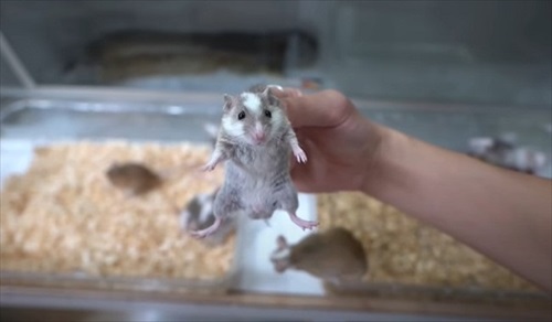 頭を上にされる子ネズミ