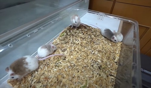 判定されたメスの子ども