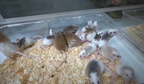 このまま過ごすネズミたち