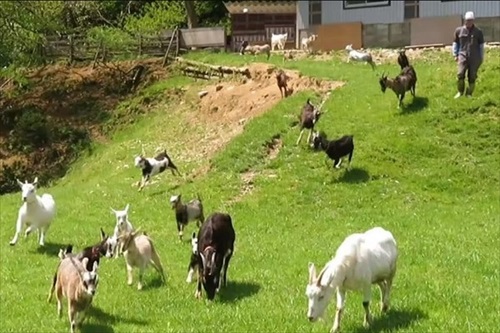 ヤギと過ごす古民家