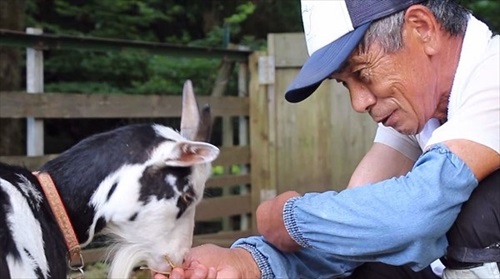 ヤギと過ごす古民家