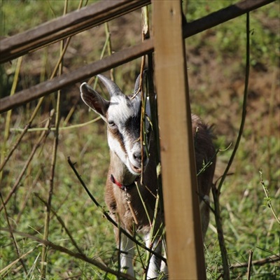 ヤギと過ごす古民家