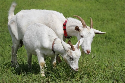 ヤギと過ごす古民家