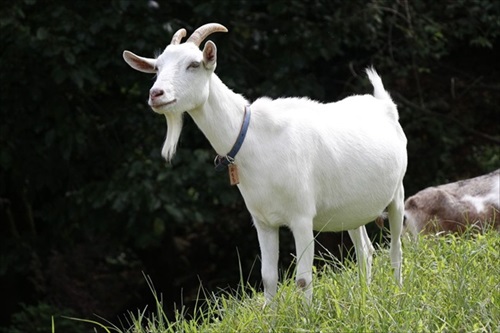 ヤギと過ごす古民家