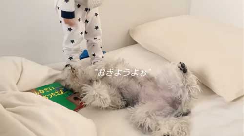 起きないトトちゃん