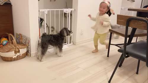 控えめに加わる犬のジジちゃん