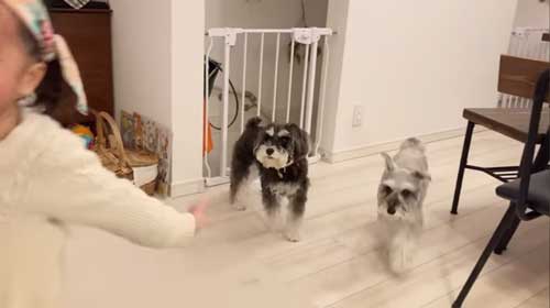 女の子と犬たちの画像