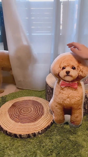 カーテンかぶりのしーちゃん