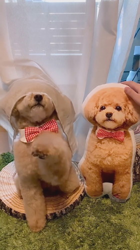 カーテンかぶりのしーちゃん